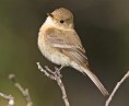 Buff-breasted-Flycatcher-0028
