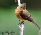 Tufted_Flycatcher_WEB_Tour_2