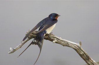 Barn swallow