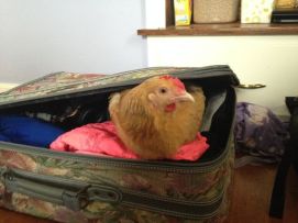 chicken suitcase