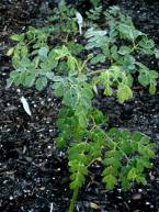 Moringa seedling