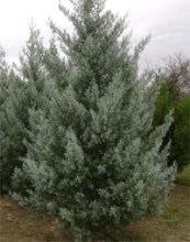 ArizonaCypressBlueIce