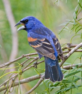 blue-grosbeak-0017.jpg
