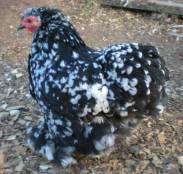 Mottled Cochin
