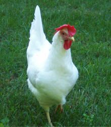 Pearl white leghorn