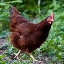 RhodeIslandRedHen4511