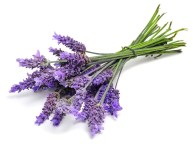 Lavender-1_0