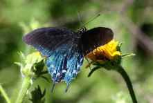 pipevine swallowtail
