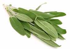 Sage