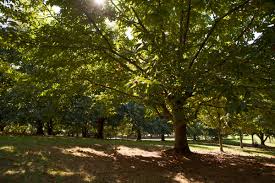 chestnut trees