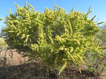 fourwing saltbush