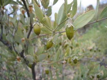 jojoba-tree