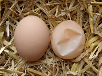 soft shelled eggs