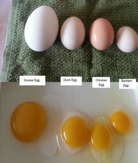 egg comparison