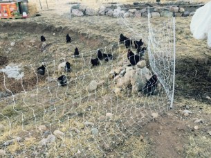 banties by the fence