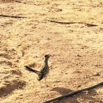 roadrunner 1