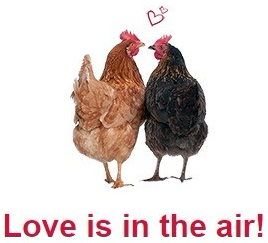 chicken love