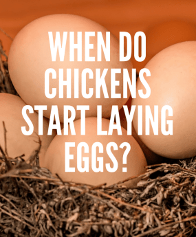 When-do-chickens-start-laying-eggs