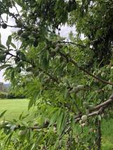 31038101_10211153203325933_17361035199512576_n Capay Hills Orchard