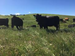 31059614_1928782760527046_4000210652617506816_n yolo cattle