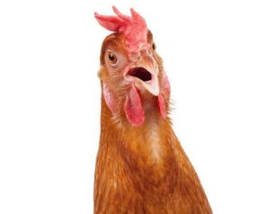 chicken surprised.jpg.500x490_q67_crop-smart_upscale-true