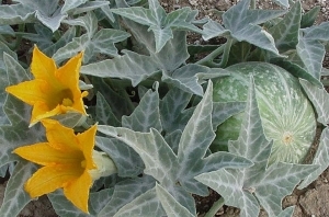 Coyote-Melon--Desert-Gourd--Cucurbita-palmata100131-254