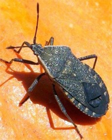 Microsoft Word - Squash Bug Network Article.docx