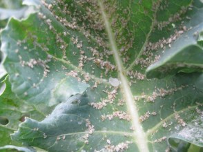 aphids
