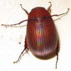 asiatic beetle
