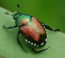 japanese-beetle-identification-350