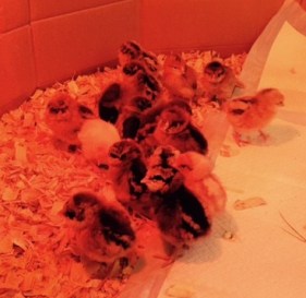 chicks2