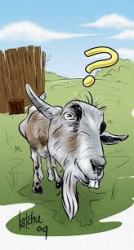 goat question