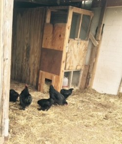 chickens investigating
