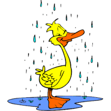 Duck_in_Rain_2
