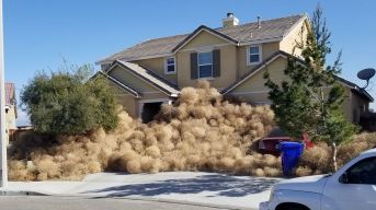 tumbleweeds