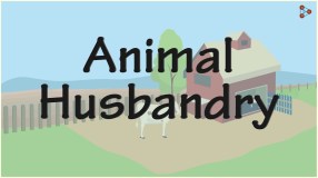 animal husbandry