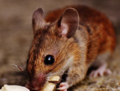 how-to-get-rid-of-mice-770x360