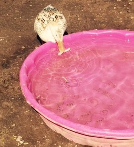 FullSizeRender - 2019-04-19T152648.660