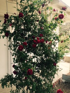 FullSizeRender - 2019-04-24T164456.974