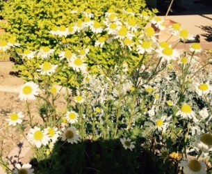 FullSizeRender - 2019-04-26T174541.450