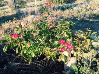 FullSizeRender - 2019-05-01T175725.469