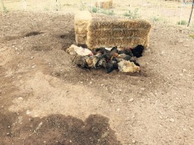 FullSizeRender - 2019-06-29T175904.053