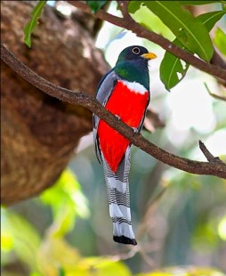trogon-male-full-front