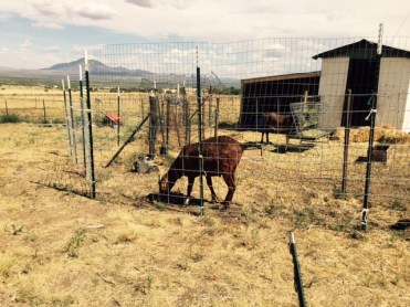 FullSizeRender - 2019-07-06T153849.662