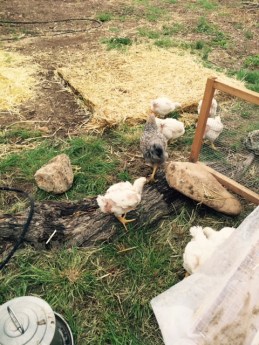 FullSizeRender - 2019-08-10T160527.002