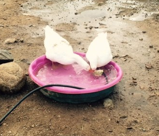 FullSizeRender - 2019-08-10T160541.061