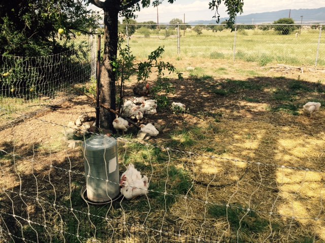 FullSizeRender - 2019-08-15T164549.341