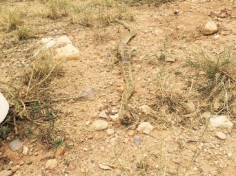 FullSizeRender - 2019-08-25T161355.860