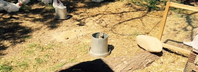 FullSizeRender - 2019-08-31T173302.612