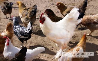 McMurrayHatchery-MysteryChickPhotoContest-Olaf-Langshan-1080x675